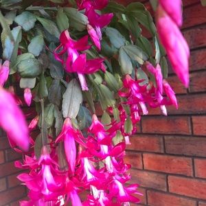 Meet your Posher, Bopha